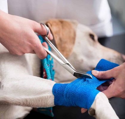 Hundekrankenversicherung